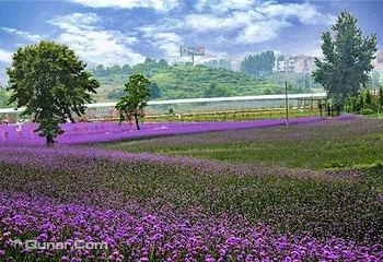 华缘农场第 12 张图片