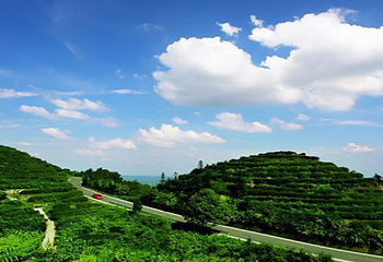 茶山竹海第 22 张图片