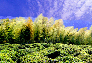 茶山竹海第 6 张图片