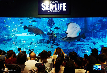釜山SEA LIFE水族馆第 3 张图片