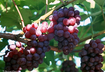 世外萄园第 1 张图片