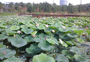 衡阳市南湖景区第 6 张图片