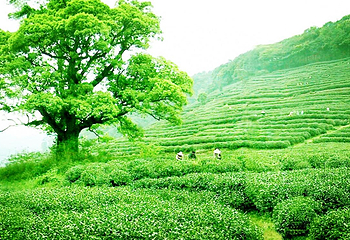 梅家坞村第 10 张图片