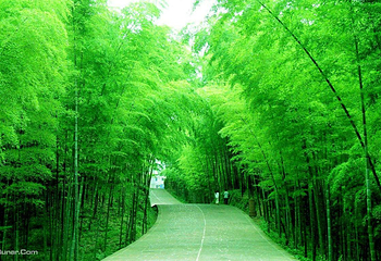 十里竹海大峡谷第 9 张图片