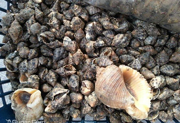 牛尾塘沙滩第 3 张图片