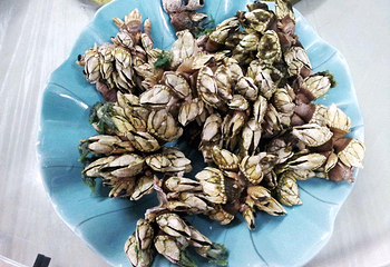 东澳岛第 40 张图片