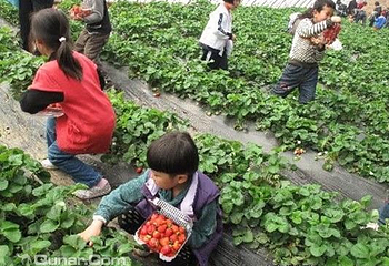 上海东方菲尼克斯会员制庄园第 14 张图片