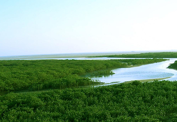 北海金海湾红树林生态旅游区第 35 张图片