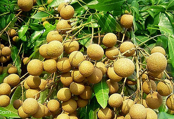田阳布洛陀芒果风情园第 4 张图片