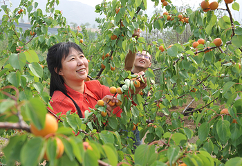 凤凰山景区第 9 张图片