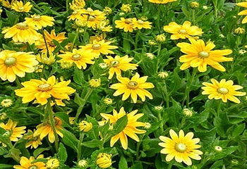 宜昌云中花海第 4 张图片