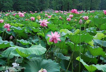 聊城南湖公园第 9 张图片