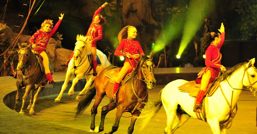 包含景点: 长隆野生动物世界 广州长隆旅游度假区 长隆国际大马戏剧院