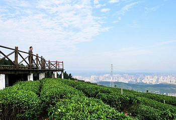 茶山竹海第 2 张图片