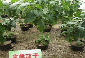 久裕农业生态园第 4 张图片