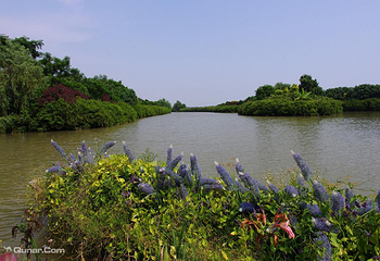 大湾区中央湿地公园第 35 张图片