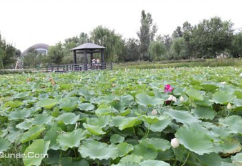 精河生态园第 5 张图片