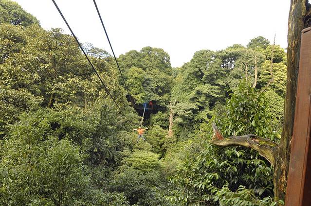 蒙顶山树冠漫步