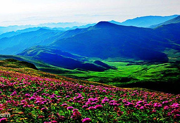 天上花海景区第 3 张图片