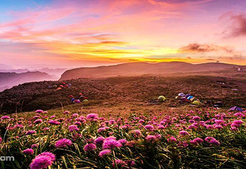 天上花海景区第 4 张图片