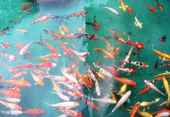 增城金叶子温泉第 8 张图片