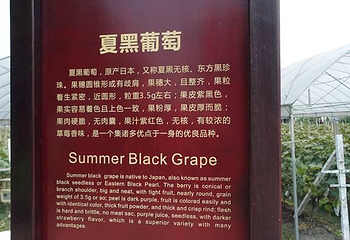 槐丰葡萄园基地第 5 张图片