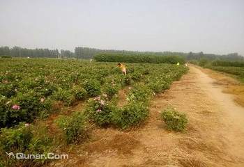 多维玫瑰采摘园第 4 张图片