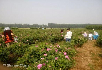 多维玫瑰采摘园第 2 张图片