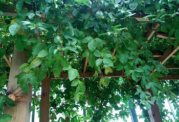 动物植物王国第 11 张图片