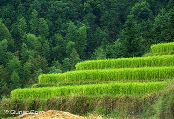 欧家梯田第 38 张图片