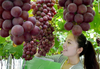 镇东生态园第 3 张图片