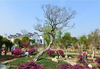 紫薇都市田园第 66 张图片