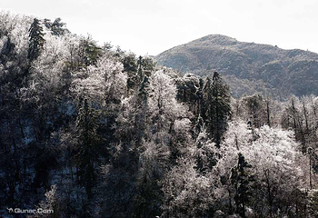 大围山国家森林公园第 63 张图片