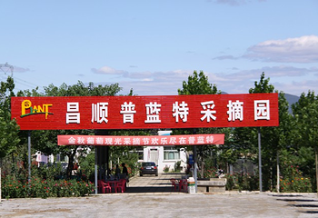 北京昌顺普蓝特采摘园第 1 张图片