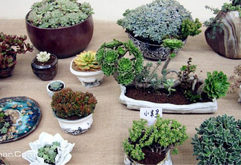 上海多肉植物展第 4 张图片