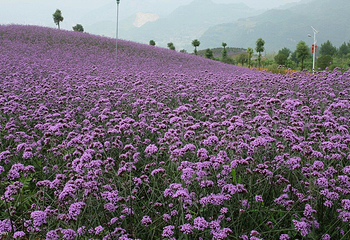 黔北花海第 8 张图片