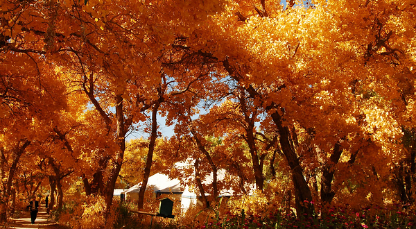 敦煌千年胡杨林