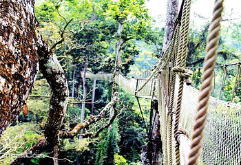 西双版纳旅游直通车第 9 张图片