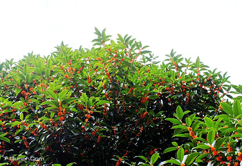 花山谜窟第 44 张图片