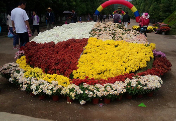嵩明菊花展览会第 2 张图片