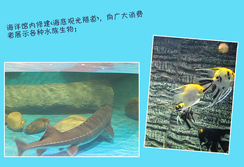 海洋大世界第 3 张图片