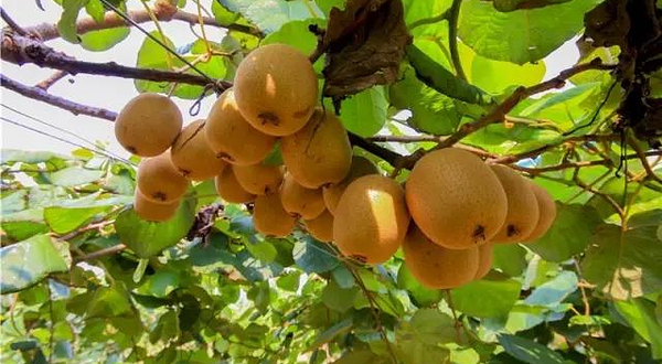 南京绿航猕猴桃采摘节