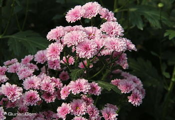 嵩明菊花展览会第 3 张图片