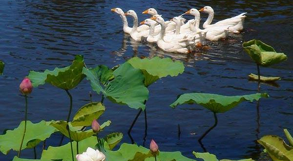 昌江海尾湿地公园