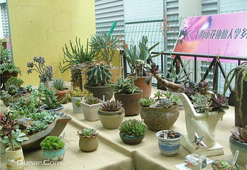 上海多肉植物展第 3 张图片