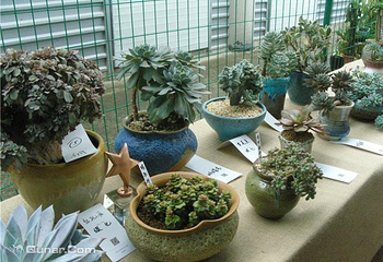 上海多肉植物展第 1 张图片
