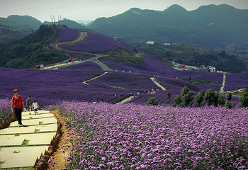 黔北花海第 3 张图片