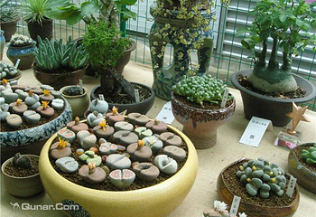 上海多肉植物展第 2 张图片