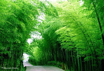 中国大竹海景区第 22 张图片