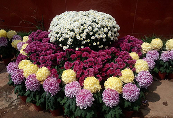 嵩明菊花展览会第 1 张图片